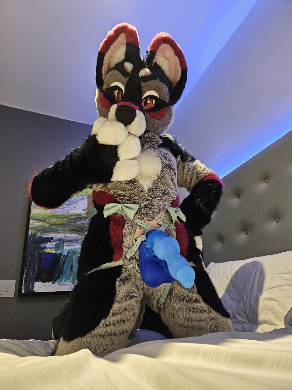 Jamdark strap on harness and knot dildo graemen